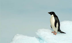 Antartictique : manchots Adélie